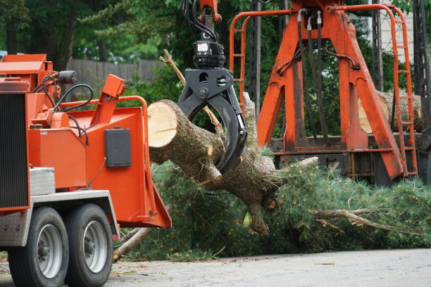 How Our Tree Care Process Works  in Wildwood Crest, NJ